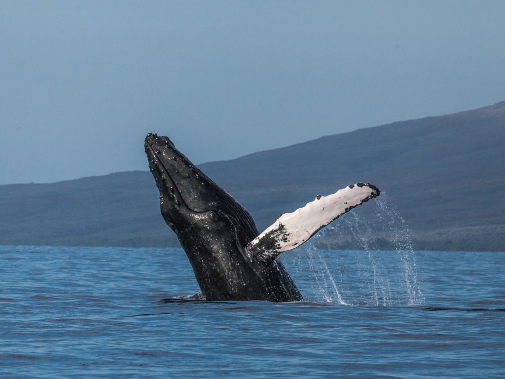 A humpback whale is jumping out of the water.