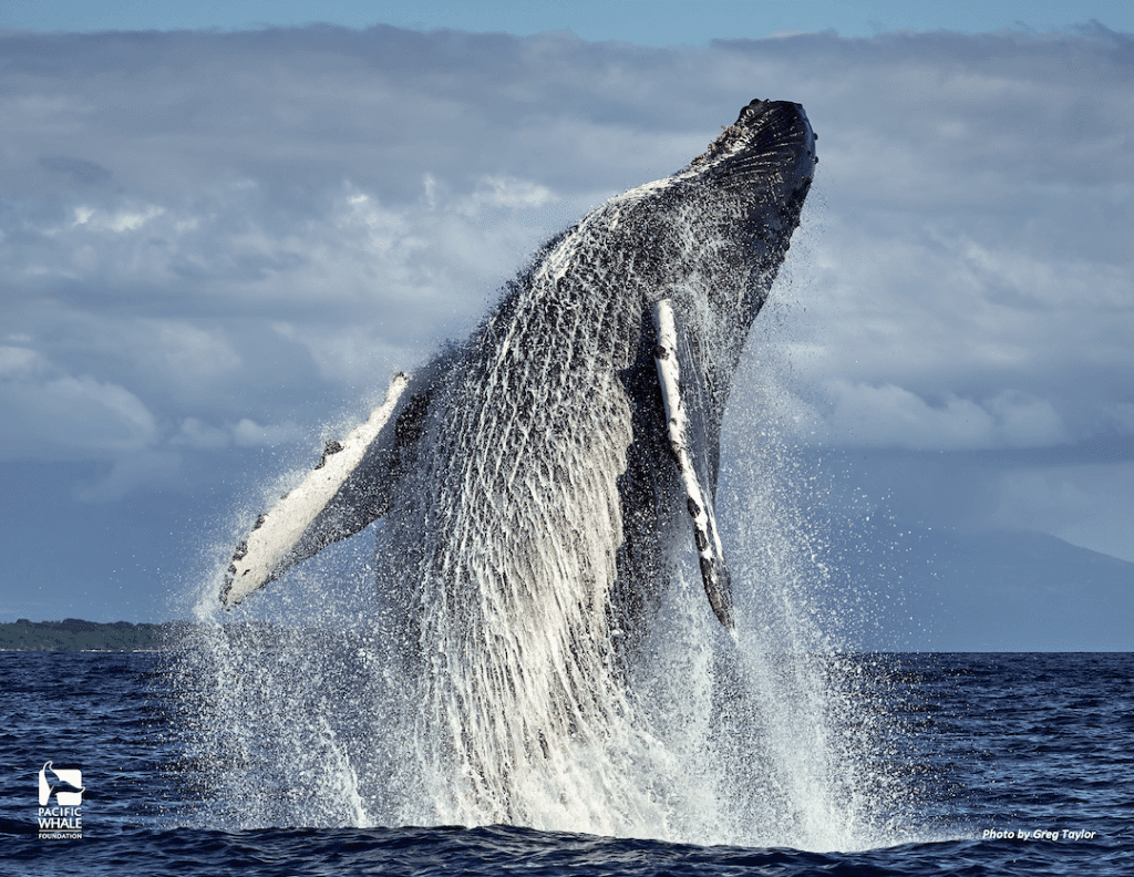 A humpback whale is jumping out of the water.