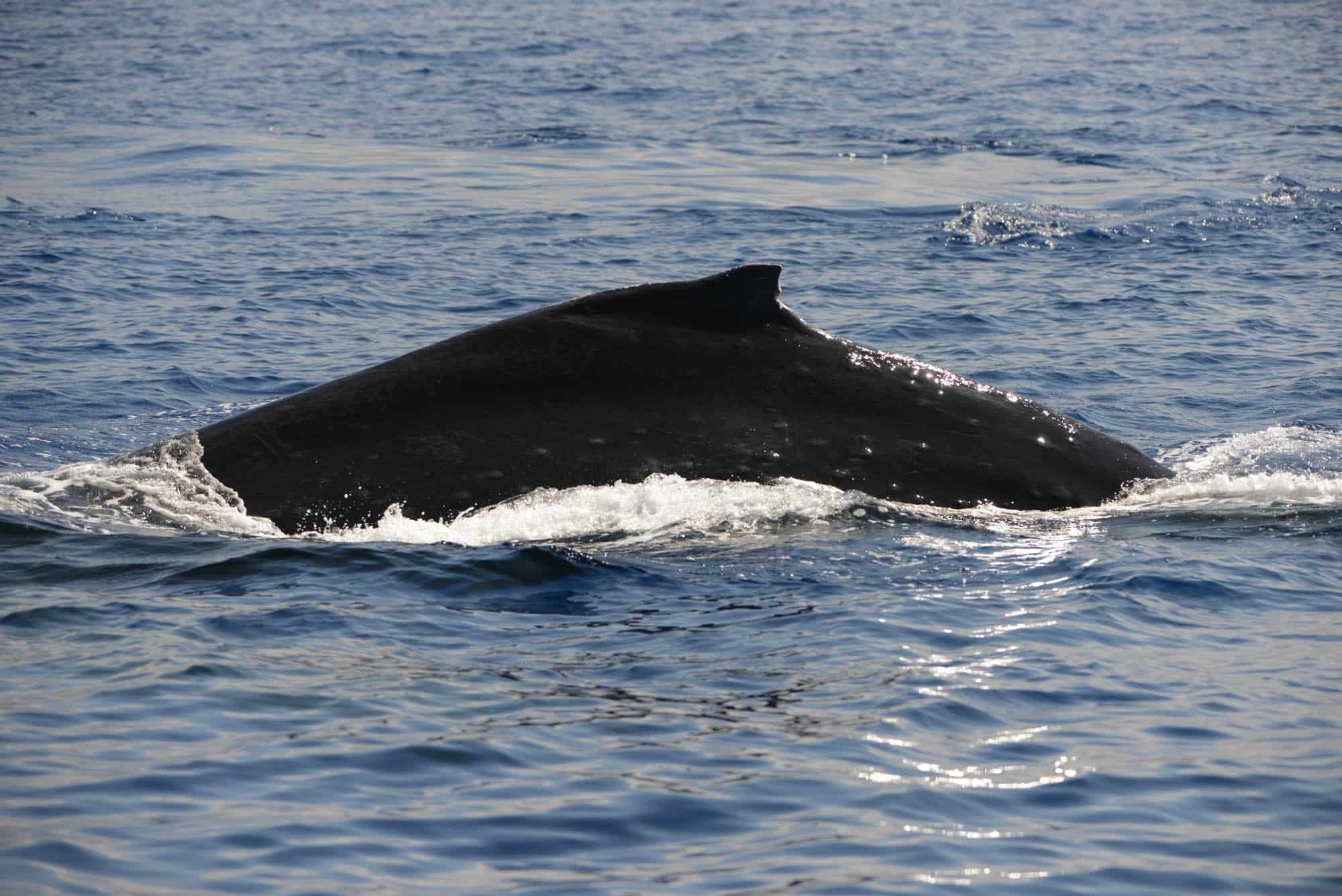Pacific Whale Foundation And COP28 A Shared Commitment To Ocean Pacific Whale Foundation And COP28 A Shared Commitment To Ocean
