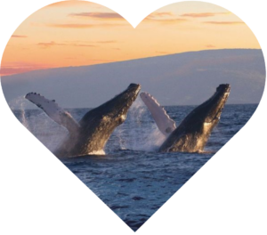 Pacific Whale