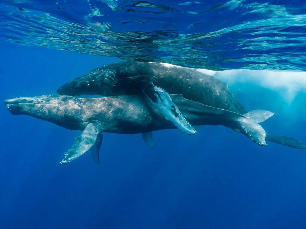 Two male humpback whales swimming in the ocean.