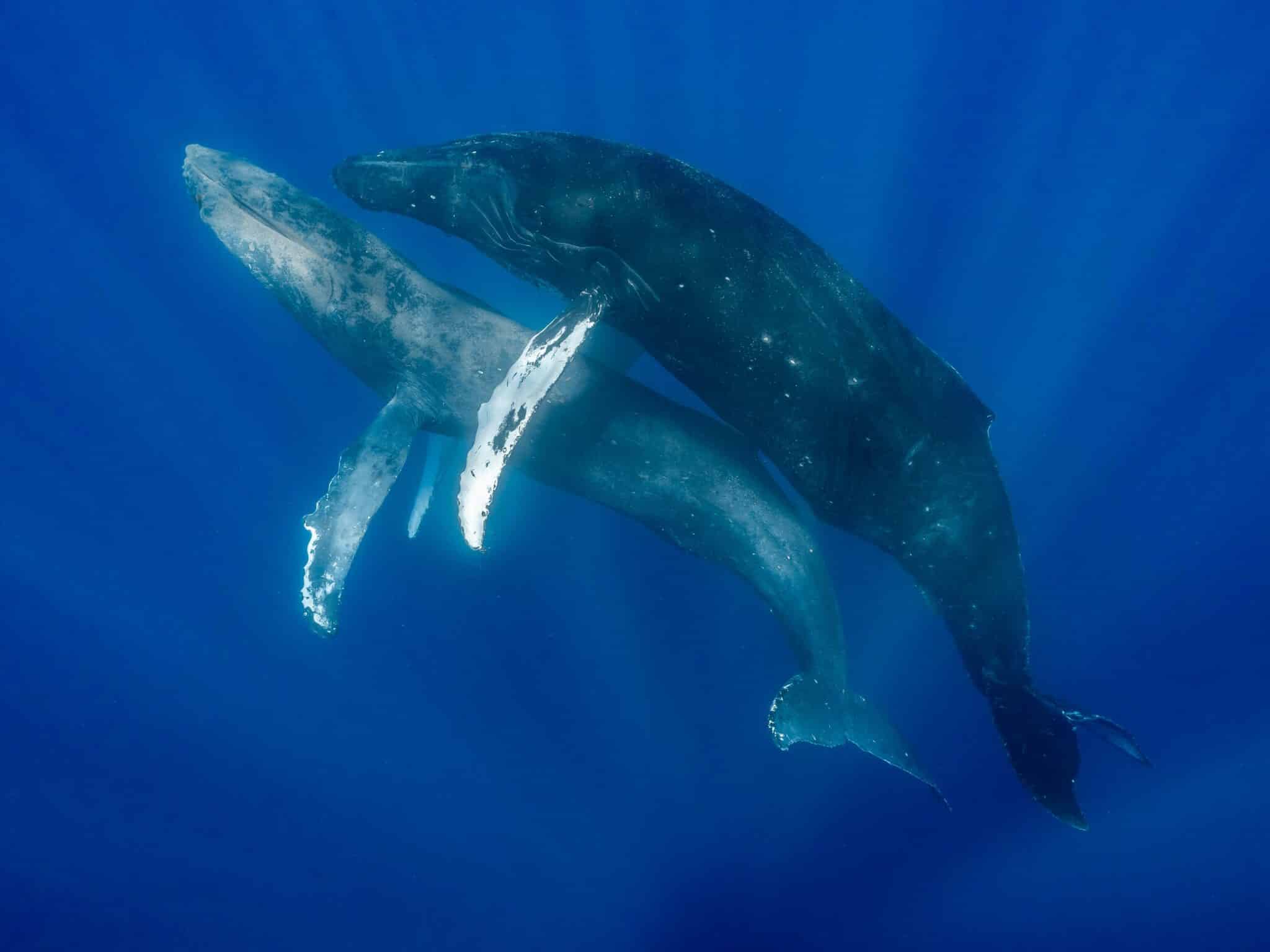 Captan por primera vez a dos ballenas jorobadas copulando y demostraron comportamientos homosexuales
