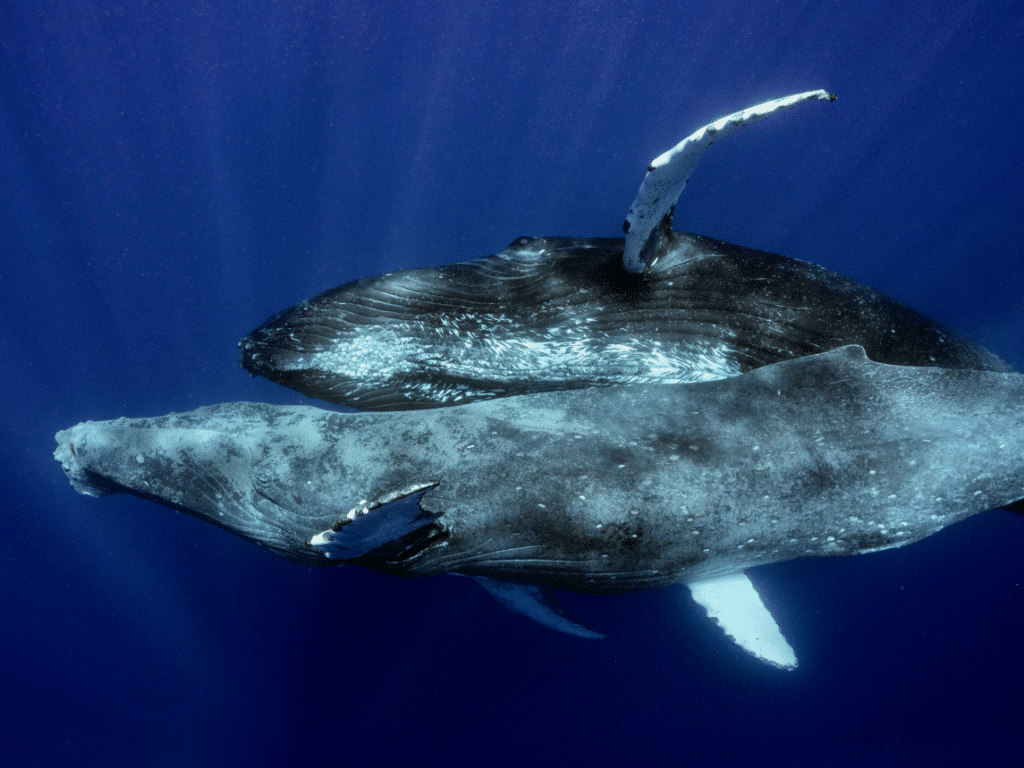 Two male humpback whales swimming in the ocean.