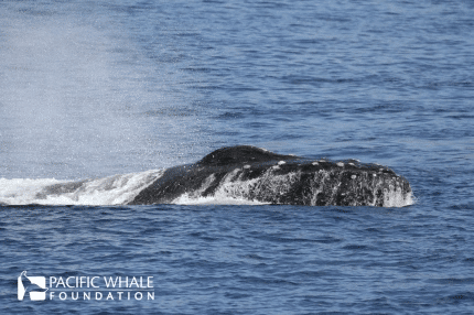 Humpback whale with raw tubercles on head from competing with other whales.