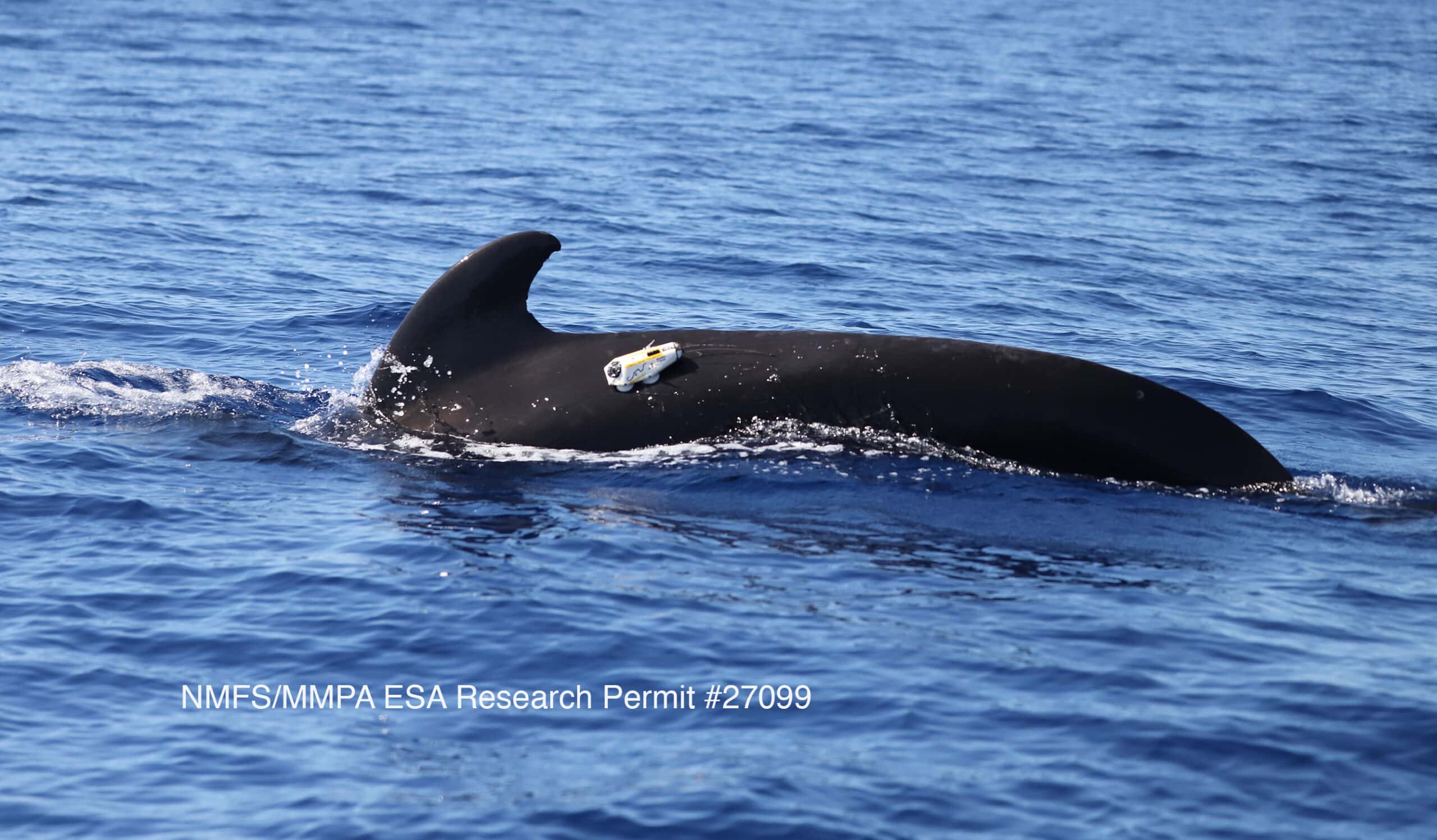 Cutting Edge Technology Gives Scientists Window Into Whale's World