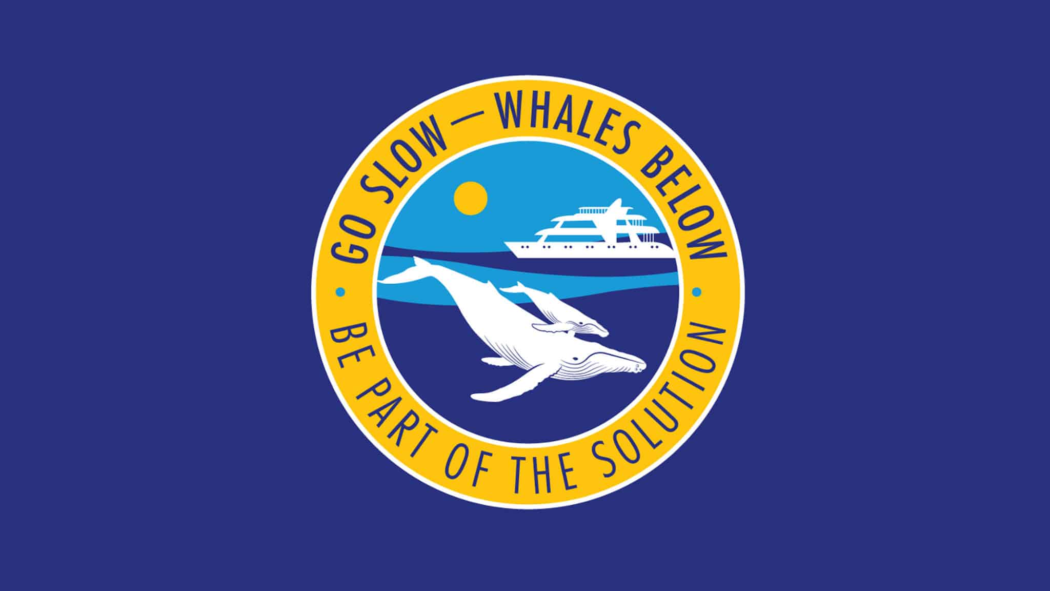 Local Whale Experts Urge Boats To Slow Down