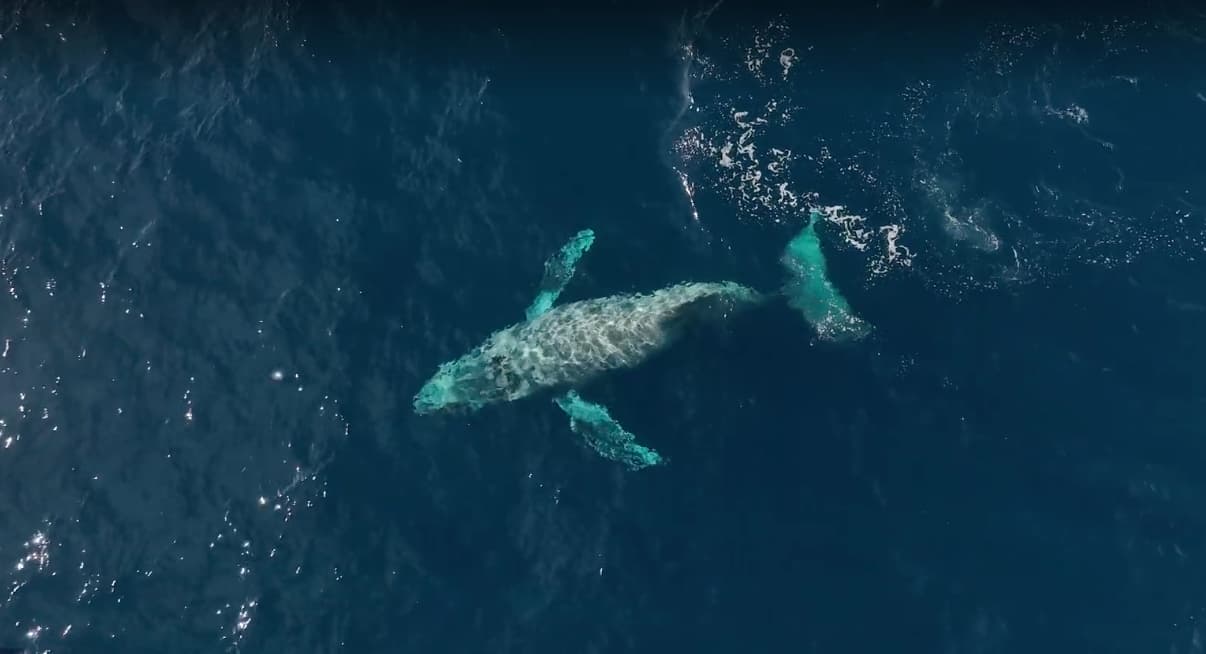 Whale With Broken Backbone Filmed By Drone Off Mexico Coast