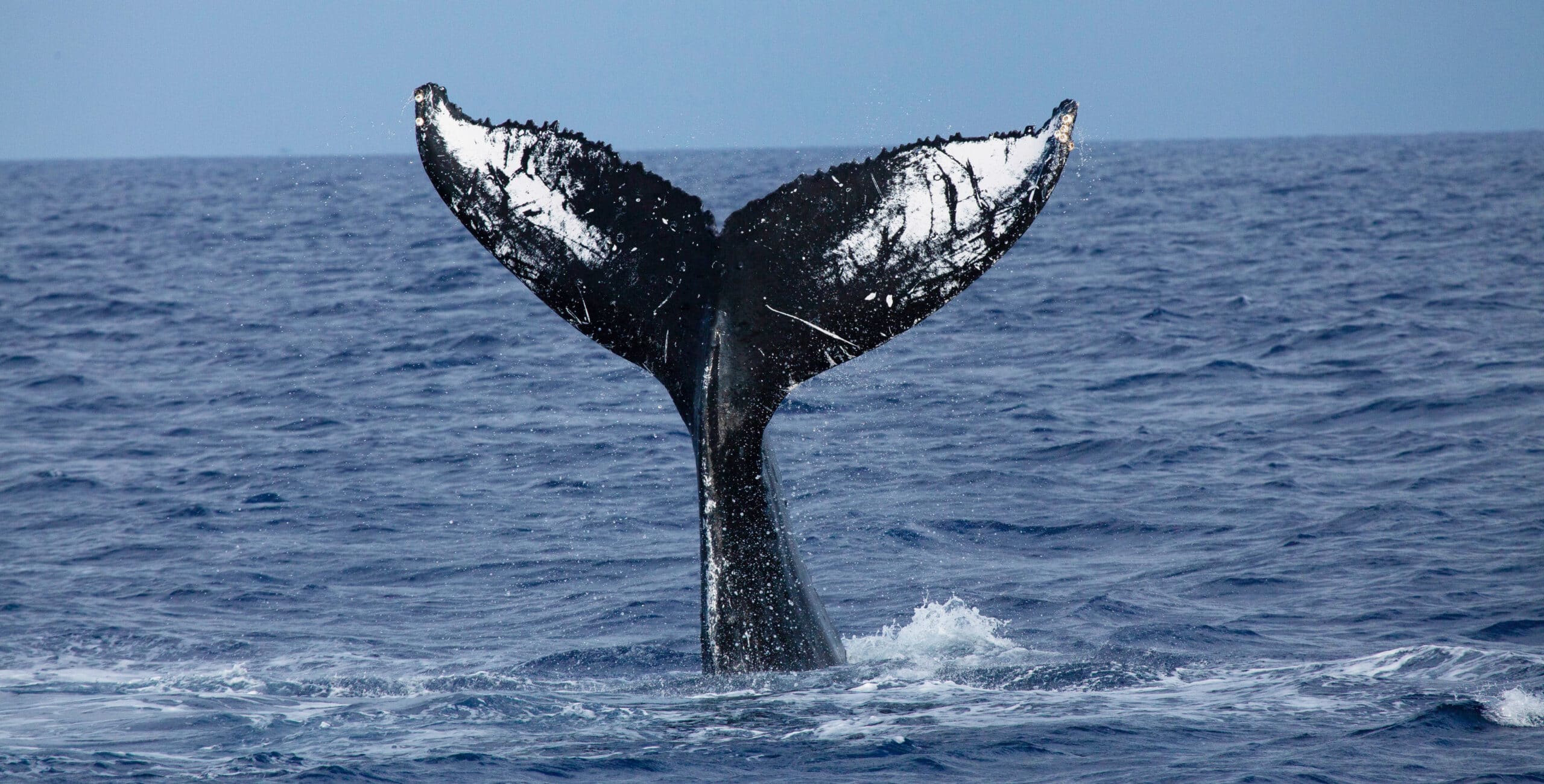 Image Taken In Maui Hawaii