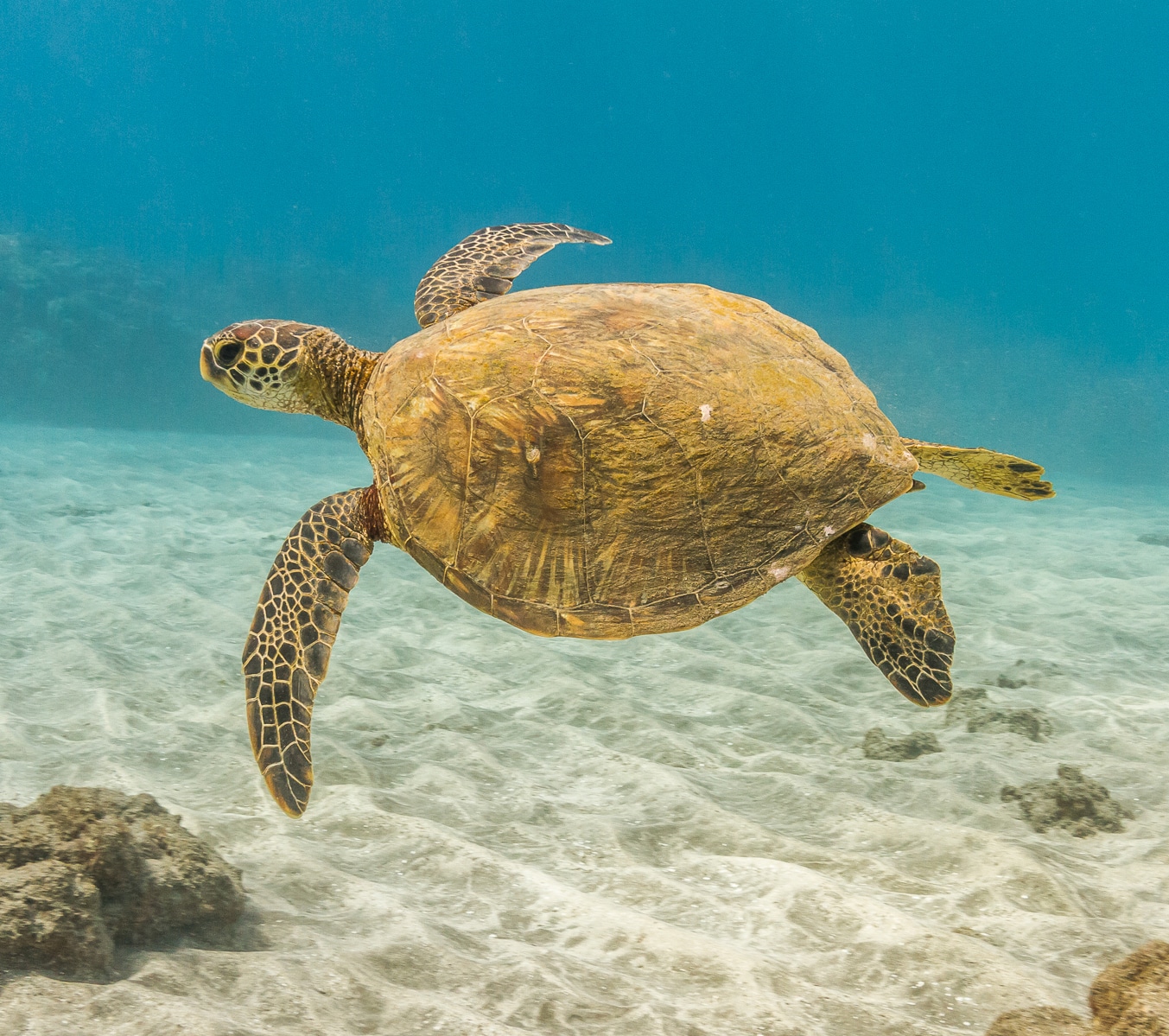 Learn About Marine Life Marine Animals PWF Learn About Marine Life Marine Animals PWF