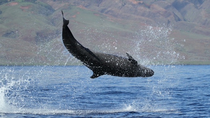 Tracking Smaller Whales