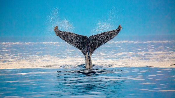 whale