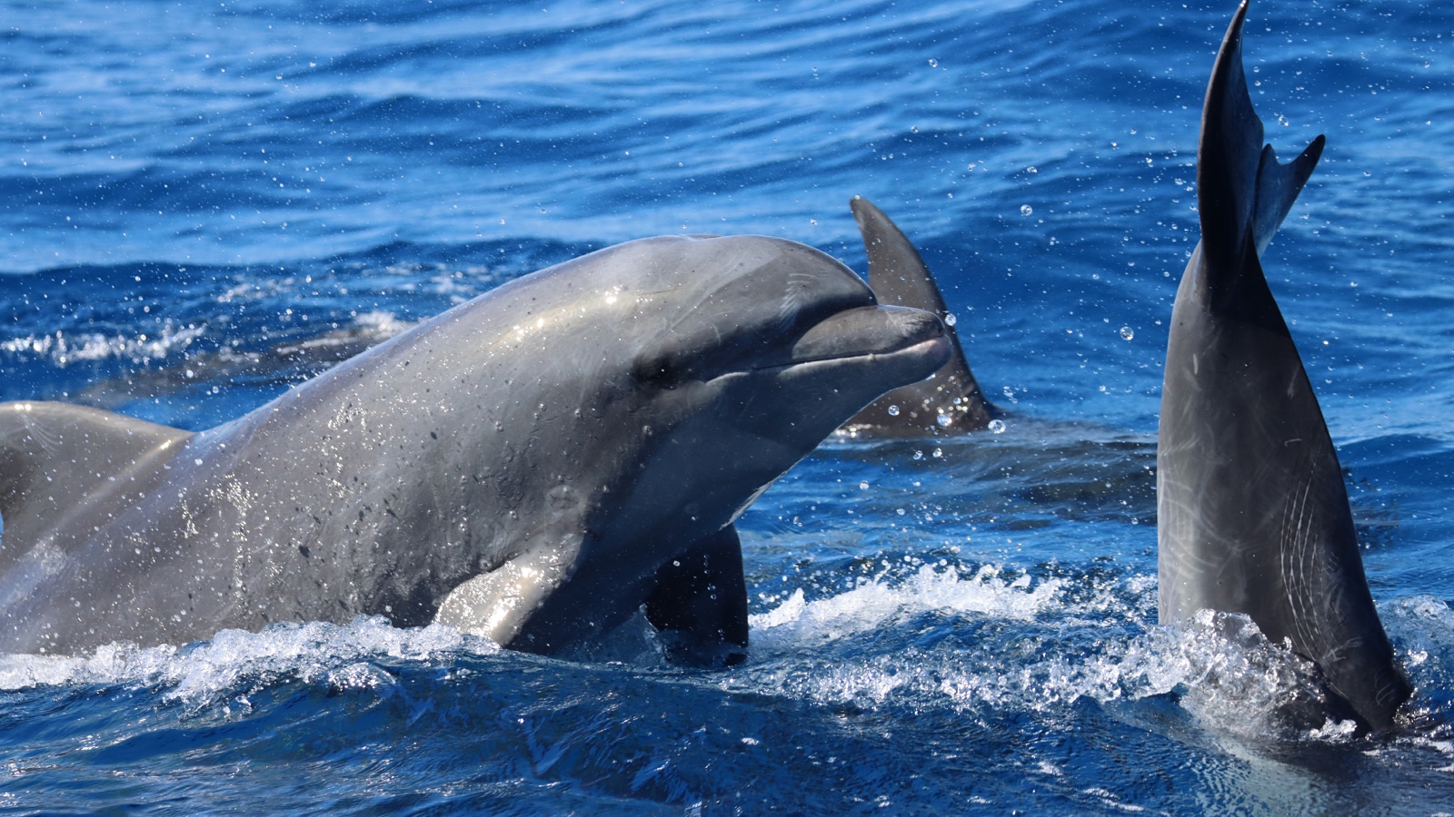 DOLPHIN_BOTTLENOSE