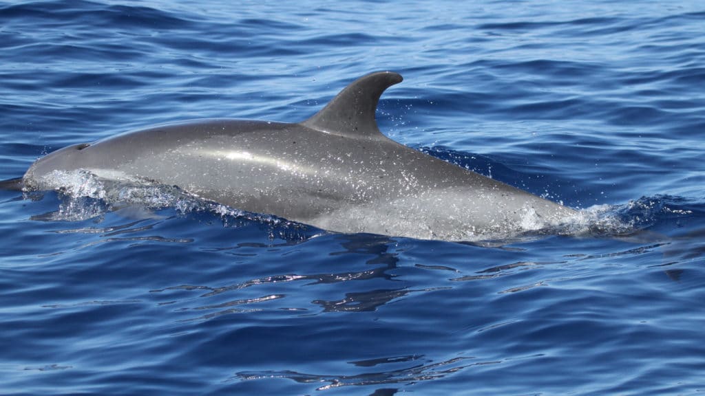 DOLPHIN SPOTTED Spotted 16 9