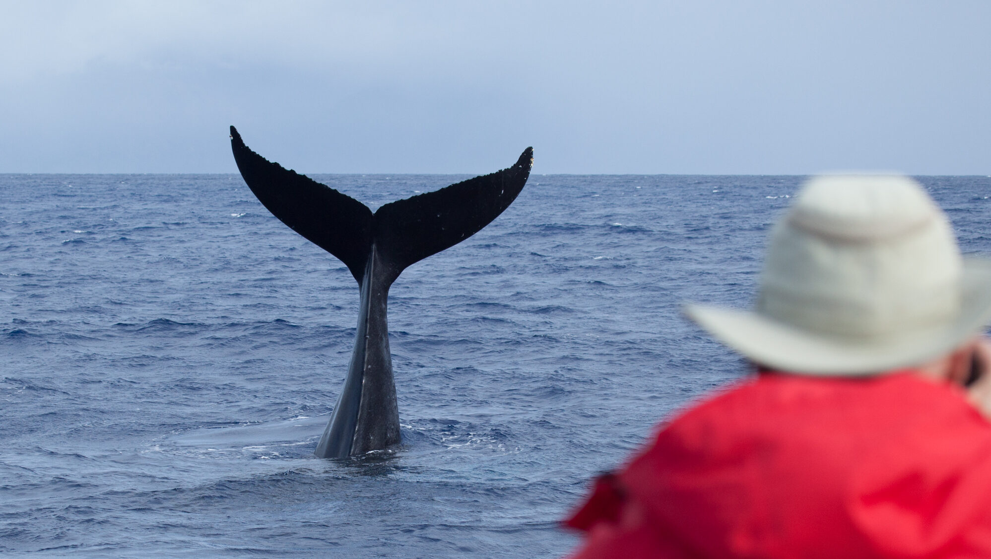 Introducing the RETHINK Kit! - Pacific Whale Foundation