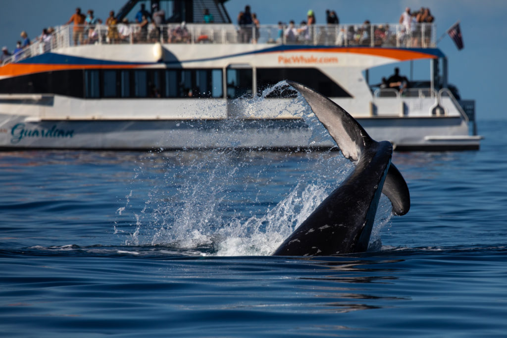 Pacific Whale