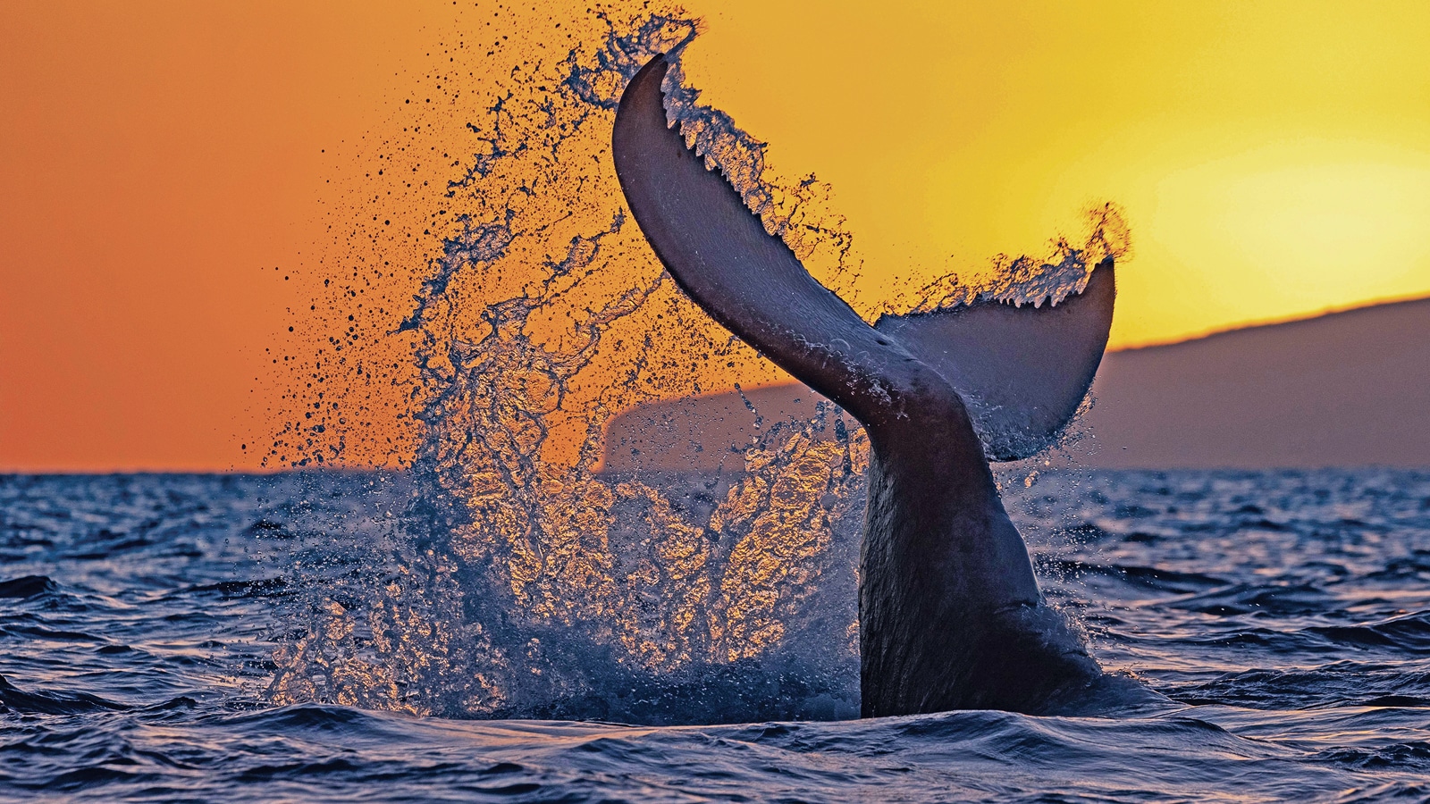 whale