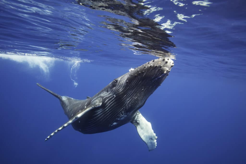 HUMPBACK WHALE, Megaptera novaeangliae, HAWAII.