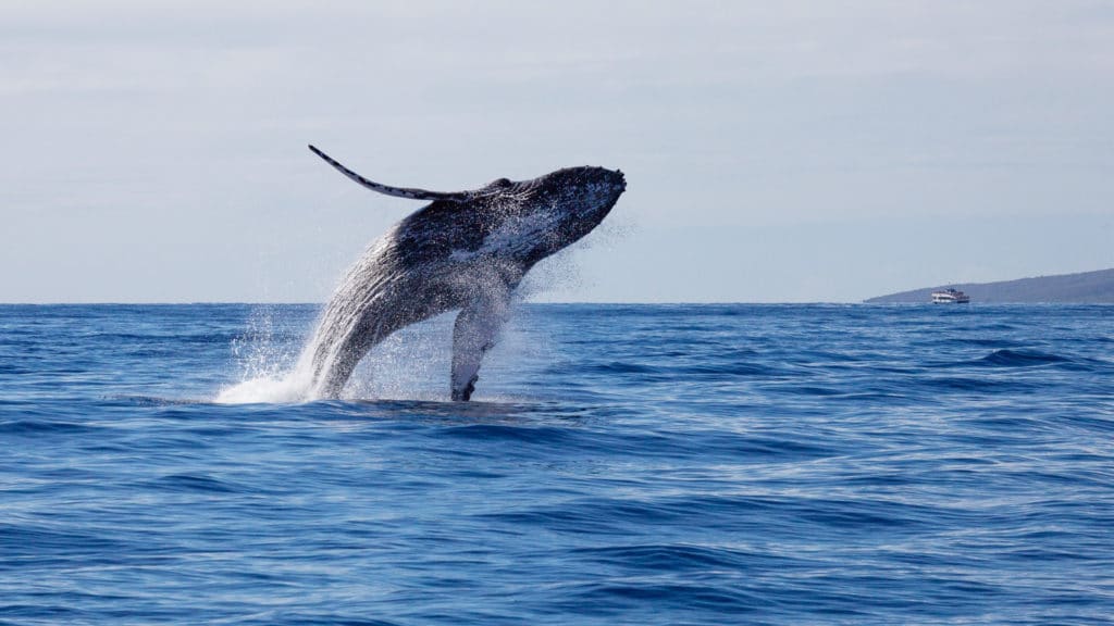 WHALES IMG