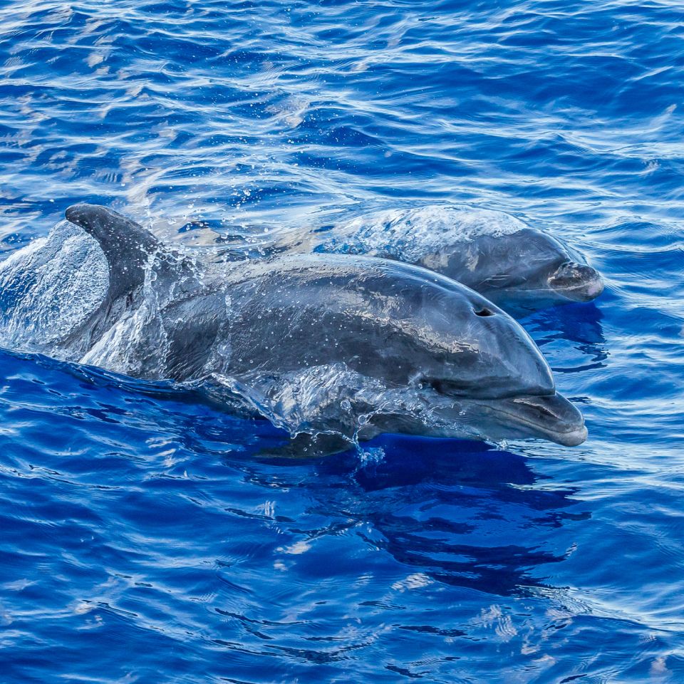 dolphins-about