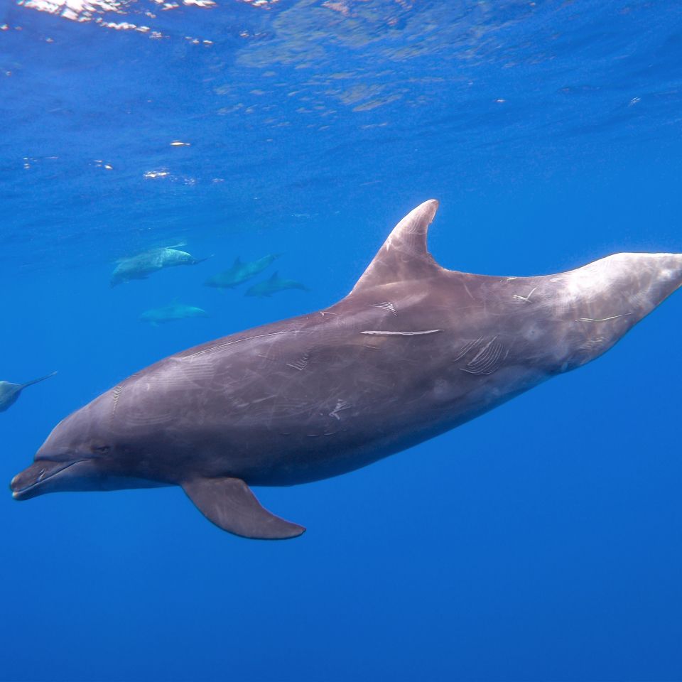 dolphins-research