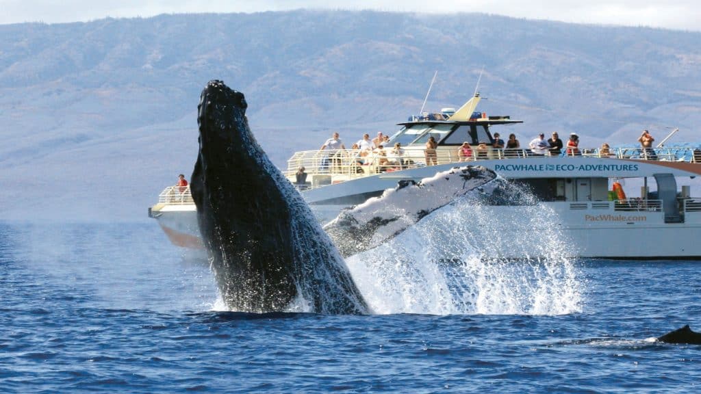 A humpback whale is jumping out of the water in front of a boat.