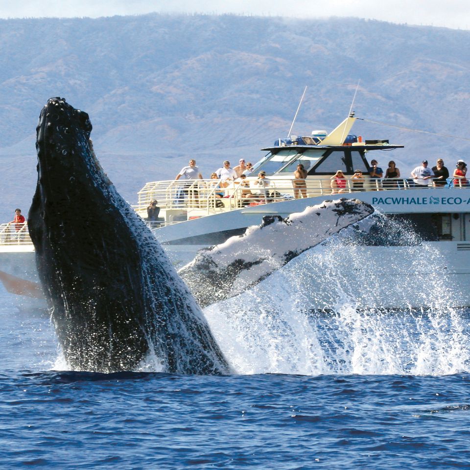 A humpback whale is jumping out of the water in front of a boat.
