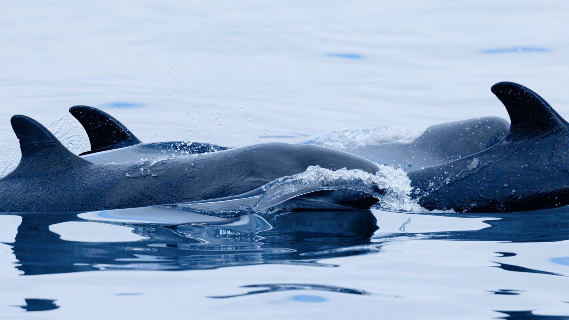 false killer whale