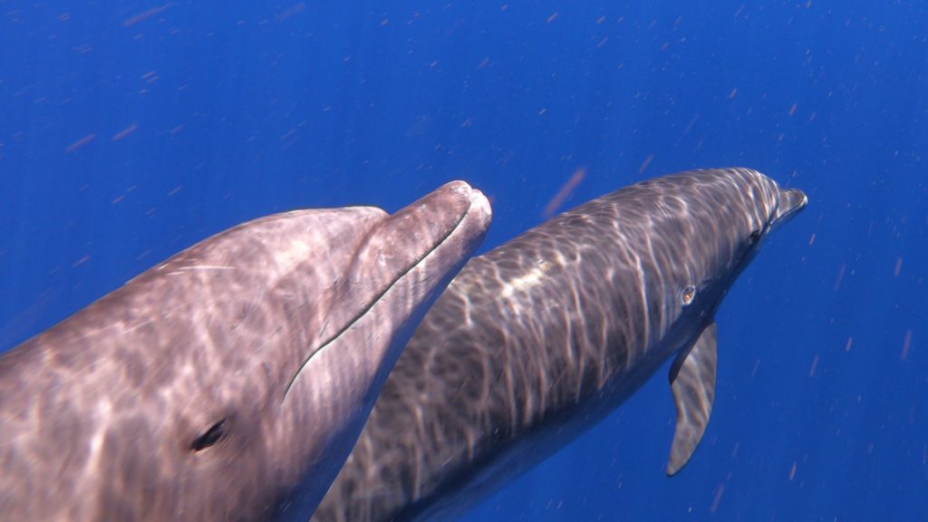 An underwater image of bottlenose dolphins swimming.