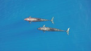 False Killer Whales | Pacific Whale Foundation