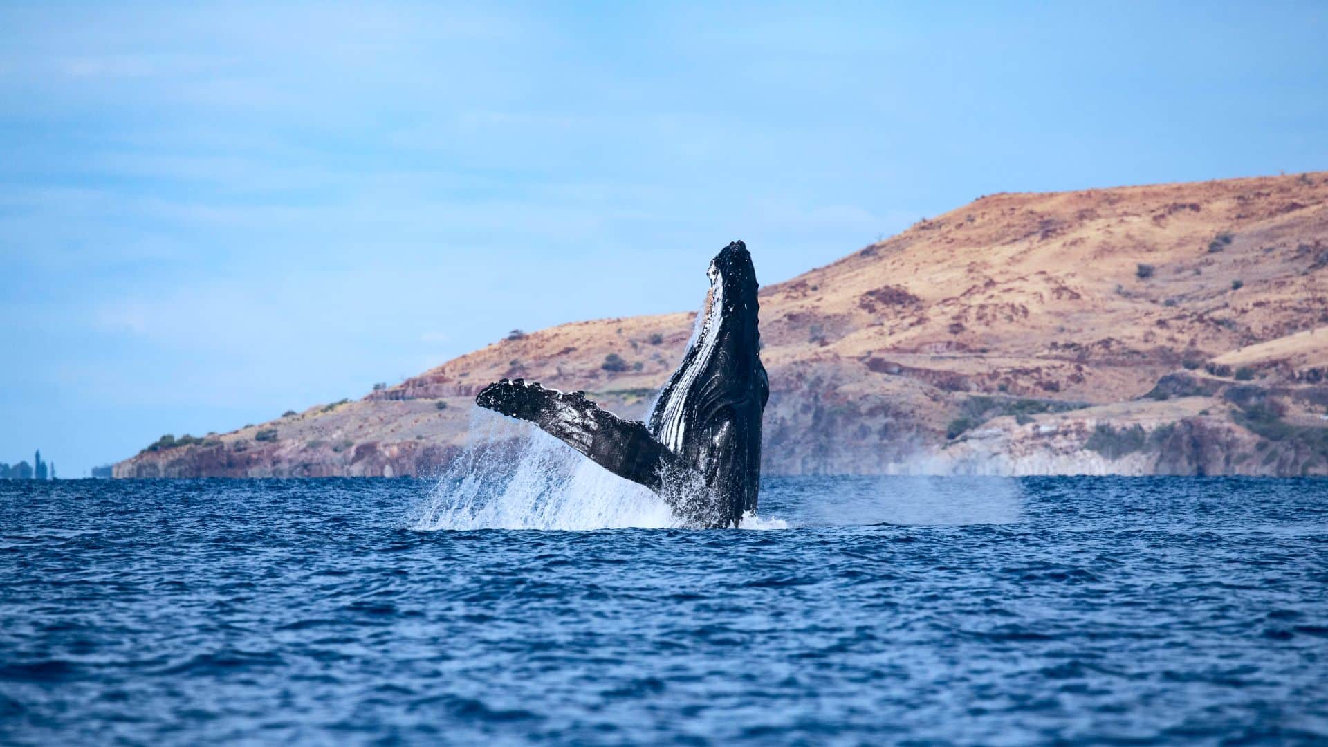 A humpback whale is jumping out of the water.