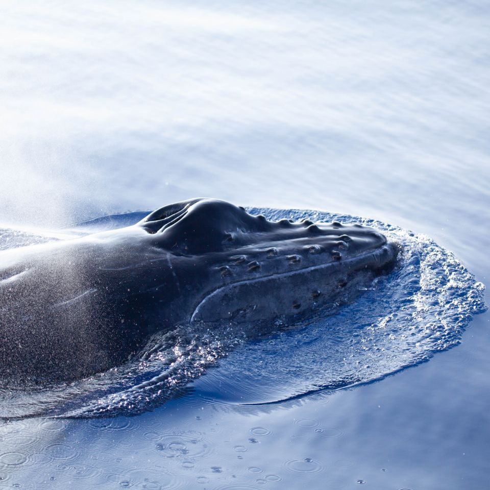 Humpback Whales About