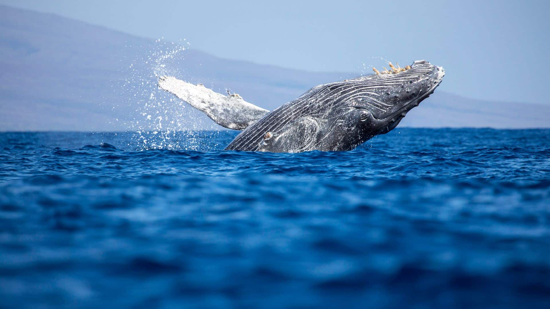 Contact Us Pacific Whale Foundation PWF 