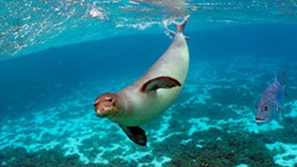 Monk Seal