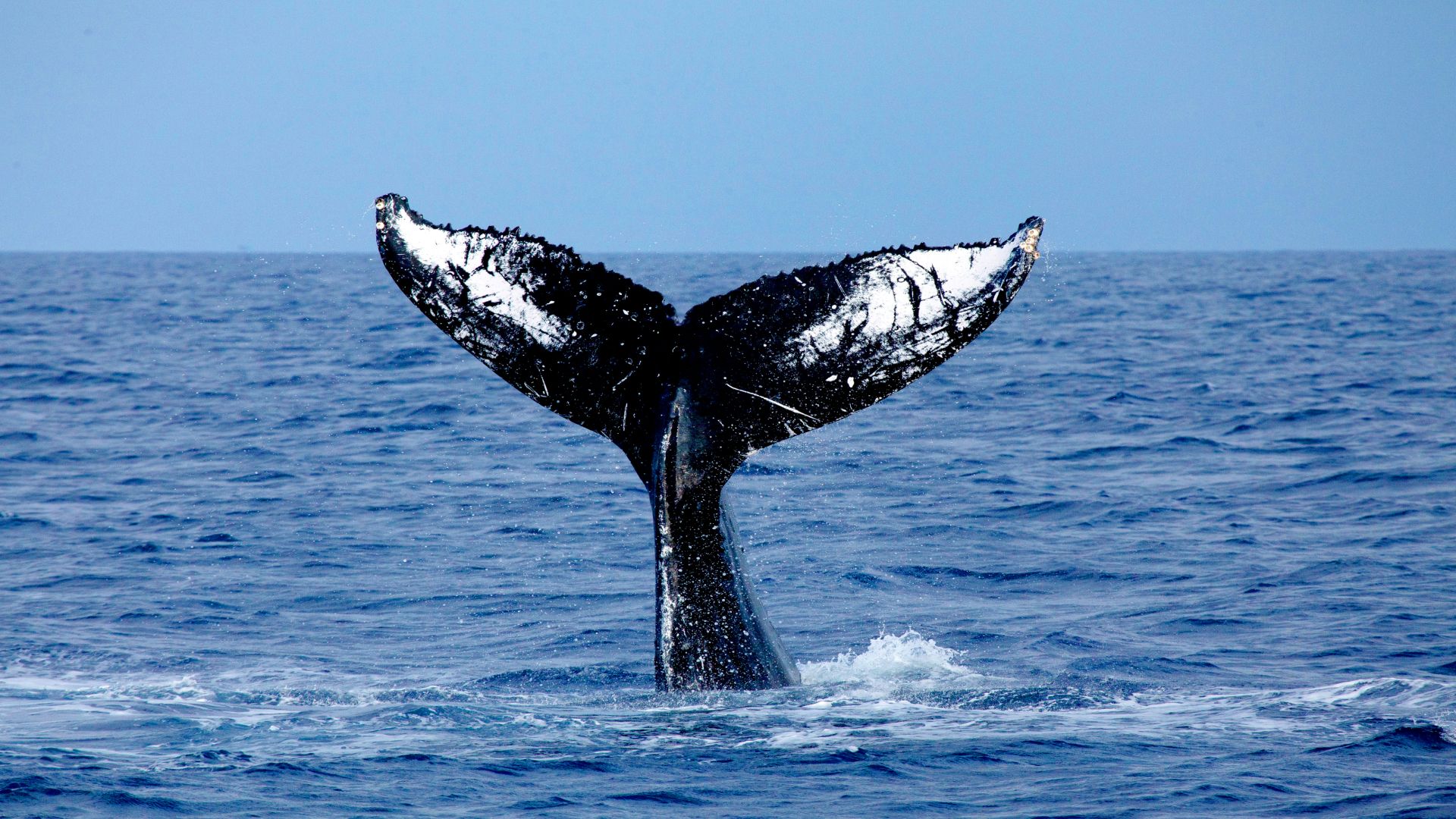 Humpback whale