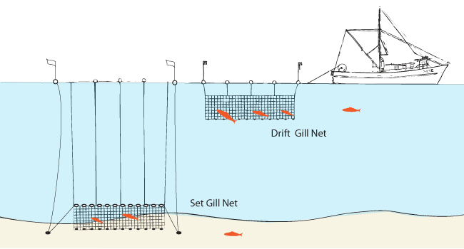 Making Waves – Fisheries Interactions Part 1: Overview