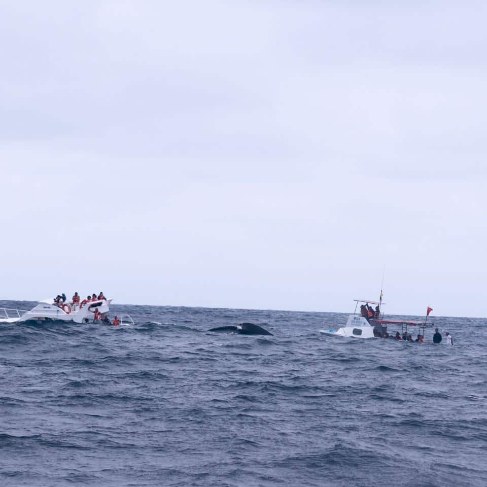 swim-with-whales tours