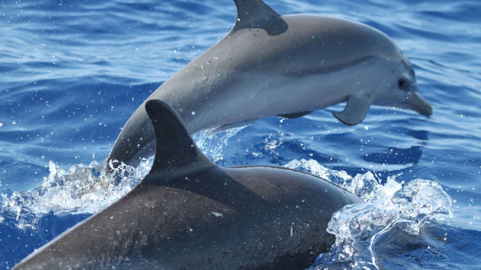 Two dolphins jumping out of the water.