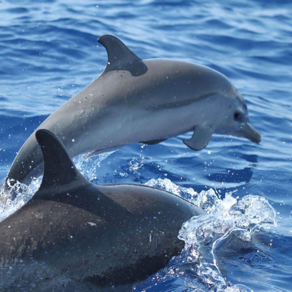 Two dolphins jumping out of the water.