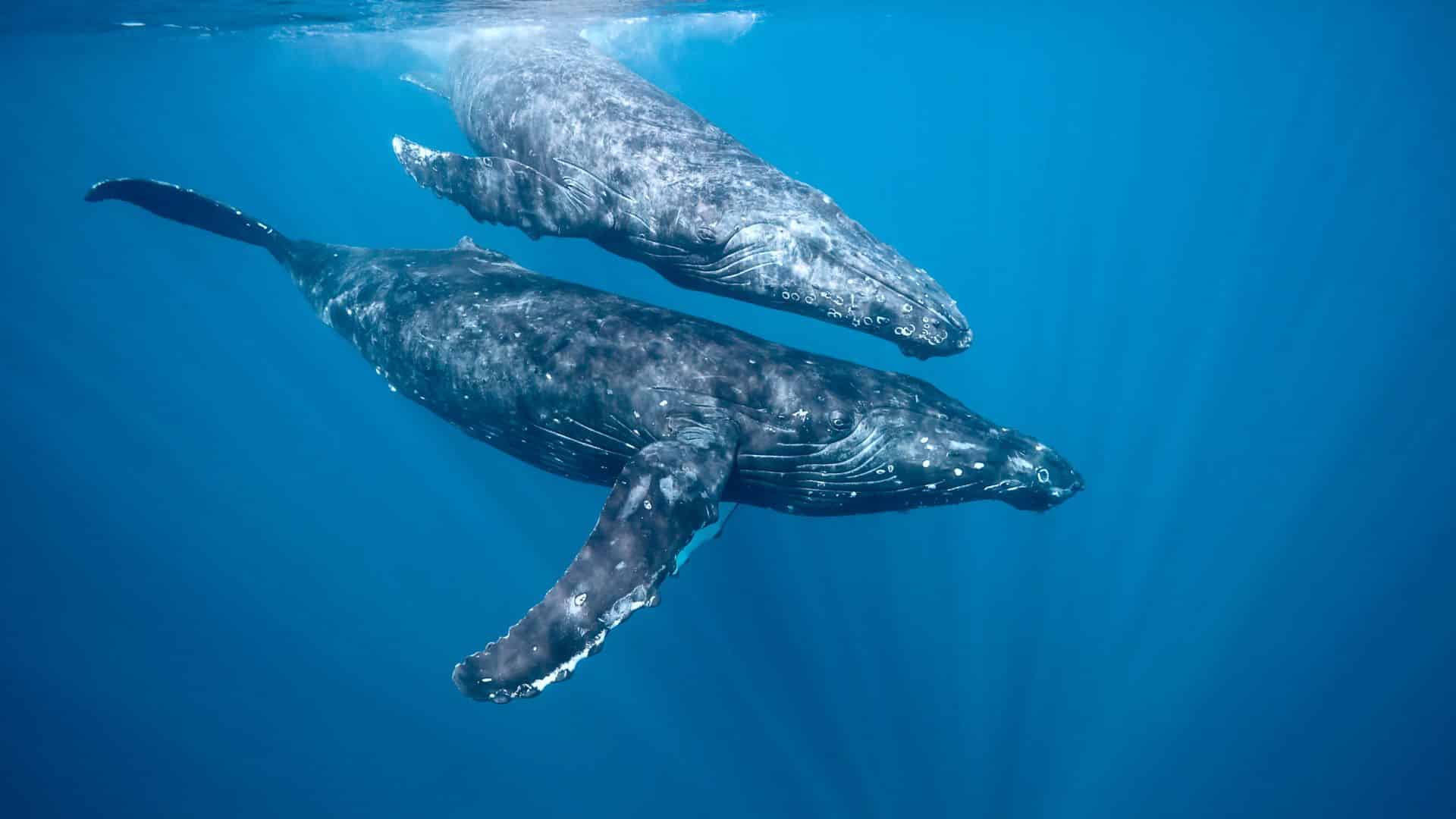 whale
