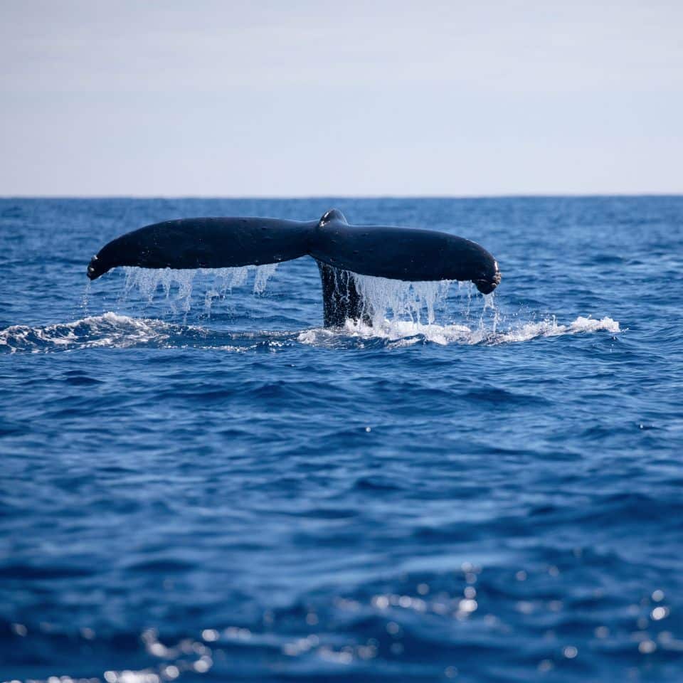 whales-climate